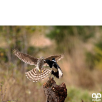 گونه قرقی Eurasian Sparrowhawk